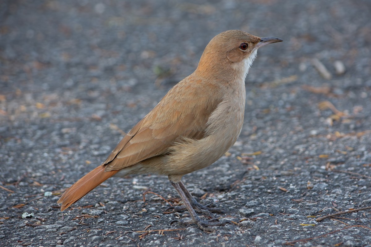 Rufous Hornero - ML640065072