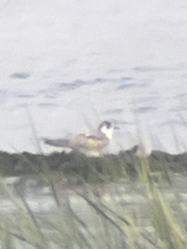 White-winged Tern - ML640065075