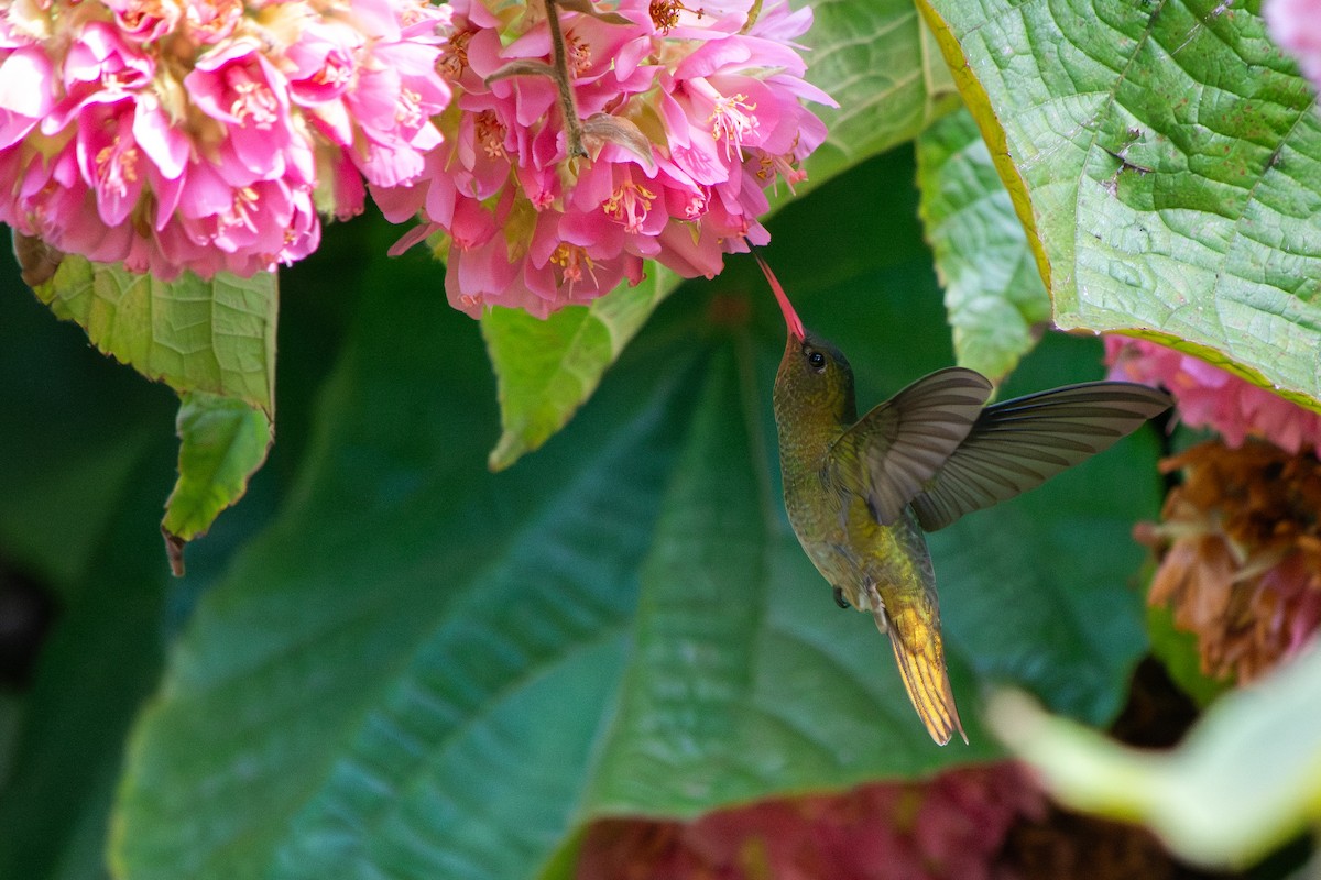 Gilded Hummingbird - ML640065092