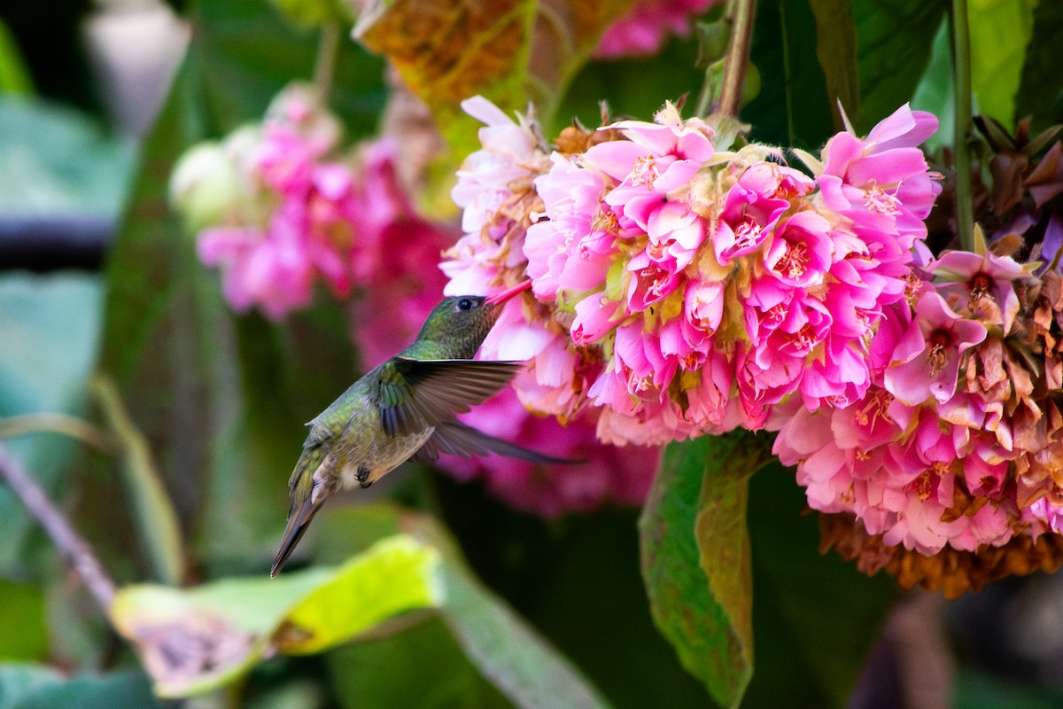 Gilded Hummingbird - ML640065093