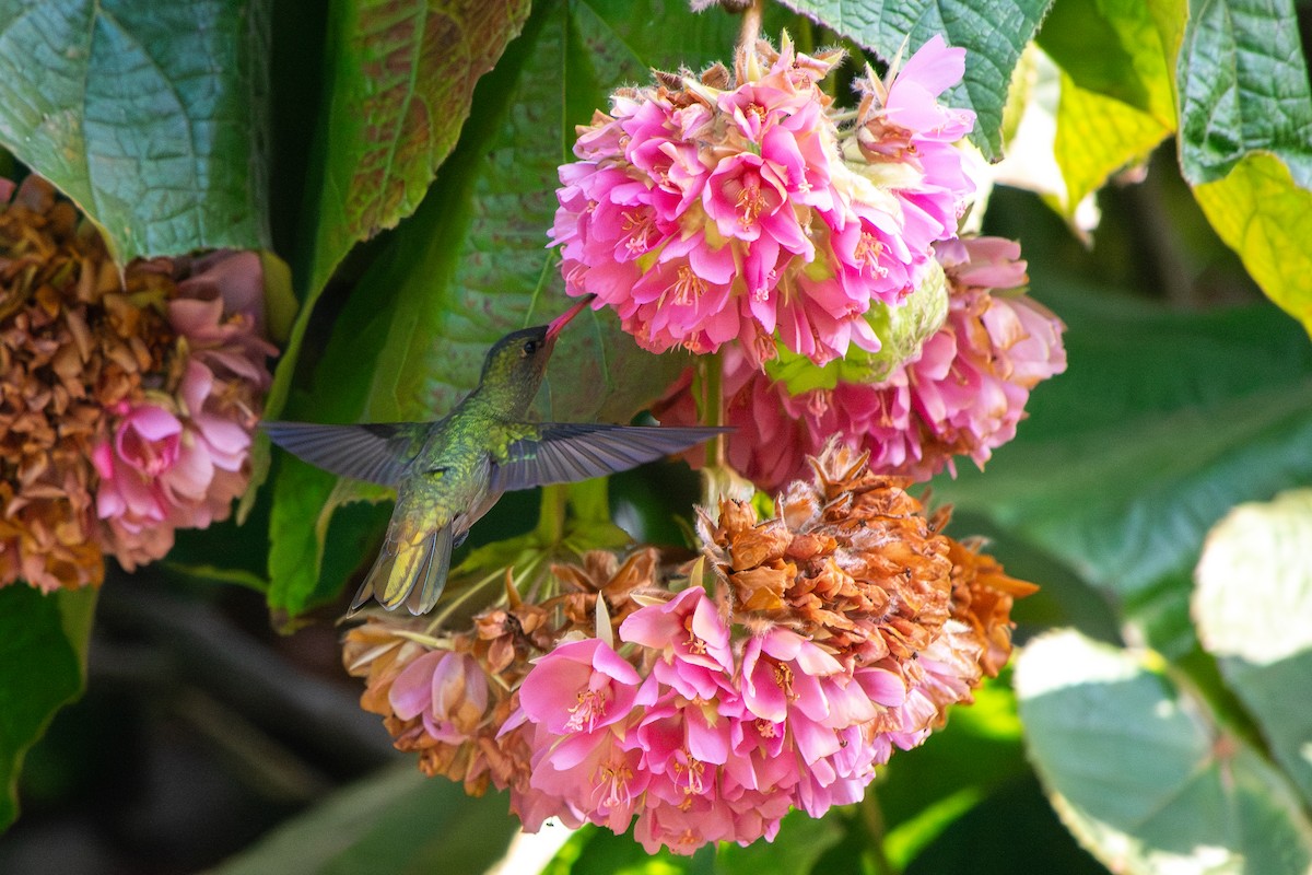 Gilded Hummingbird - ML640065094