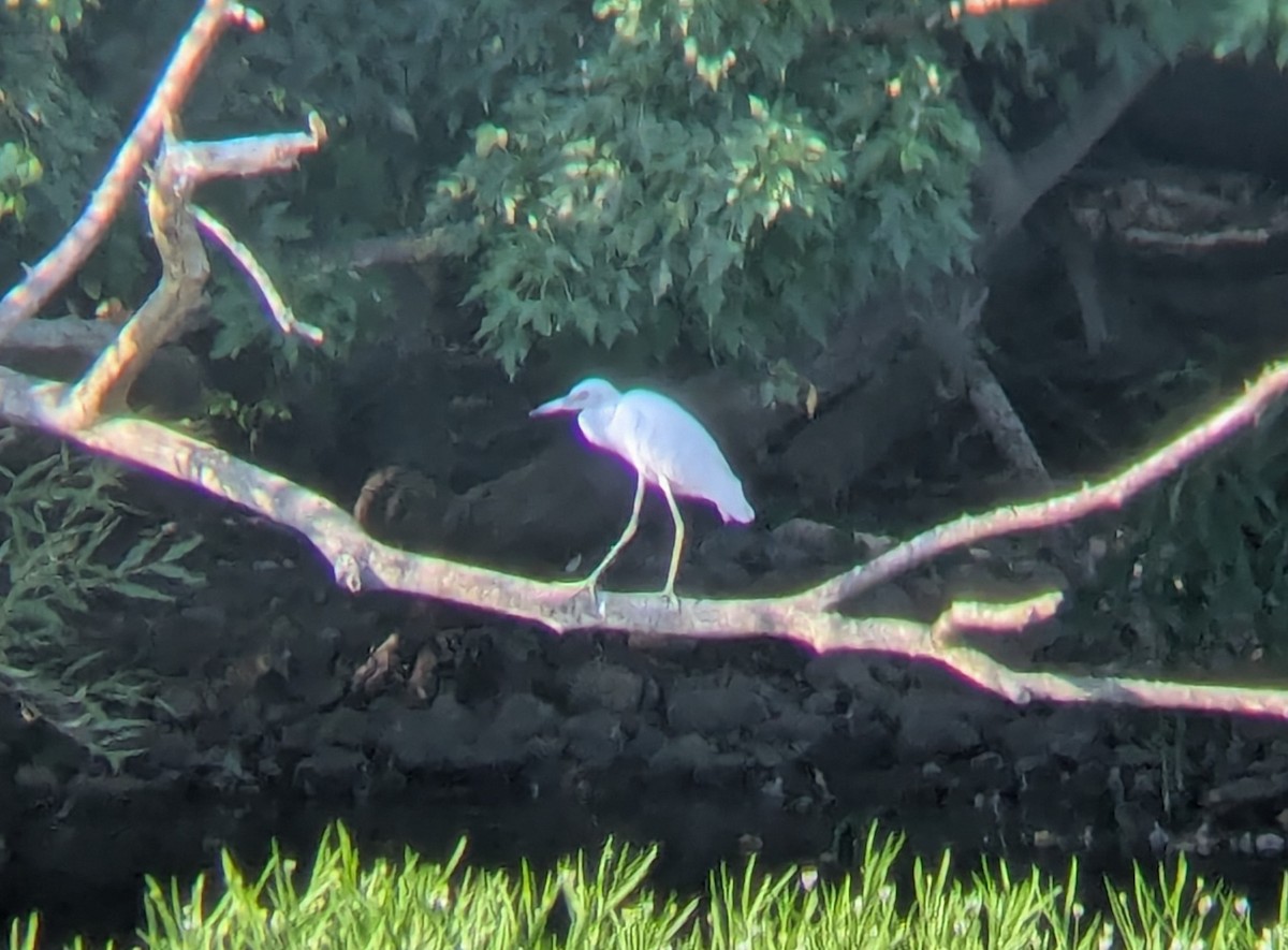 Little Blue Heron - ML640065103