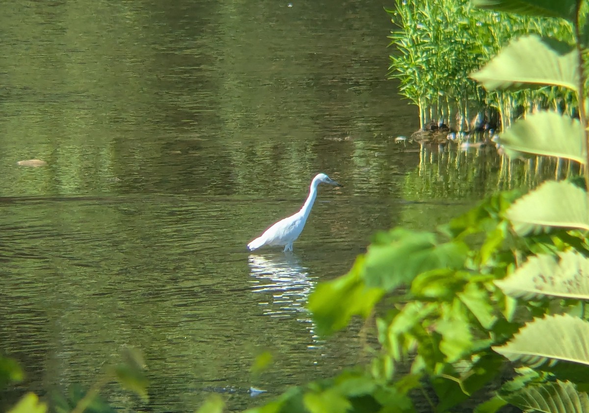 Little Blue Heron - ML640065104