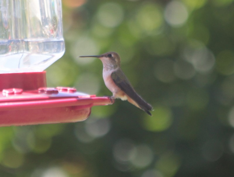 Rufous Hummingbird - ML640065105