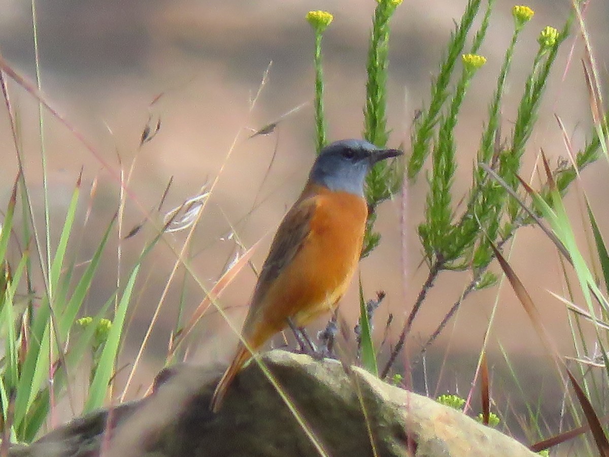 Cape Rock-Thrush - ML640065108