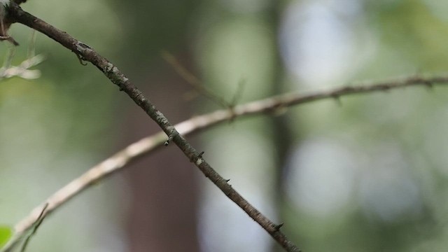 Acadian Flycatcher - ML640065174