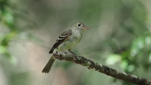 Acadian Flycatcher - ML640065188