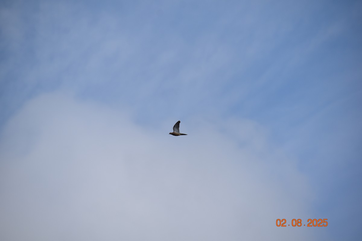 Mourning Dove - ML640065289