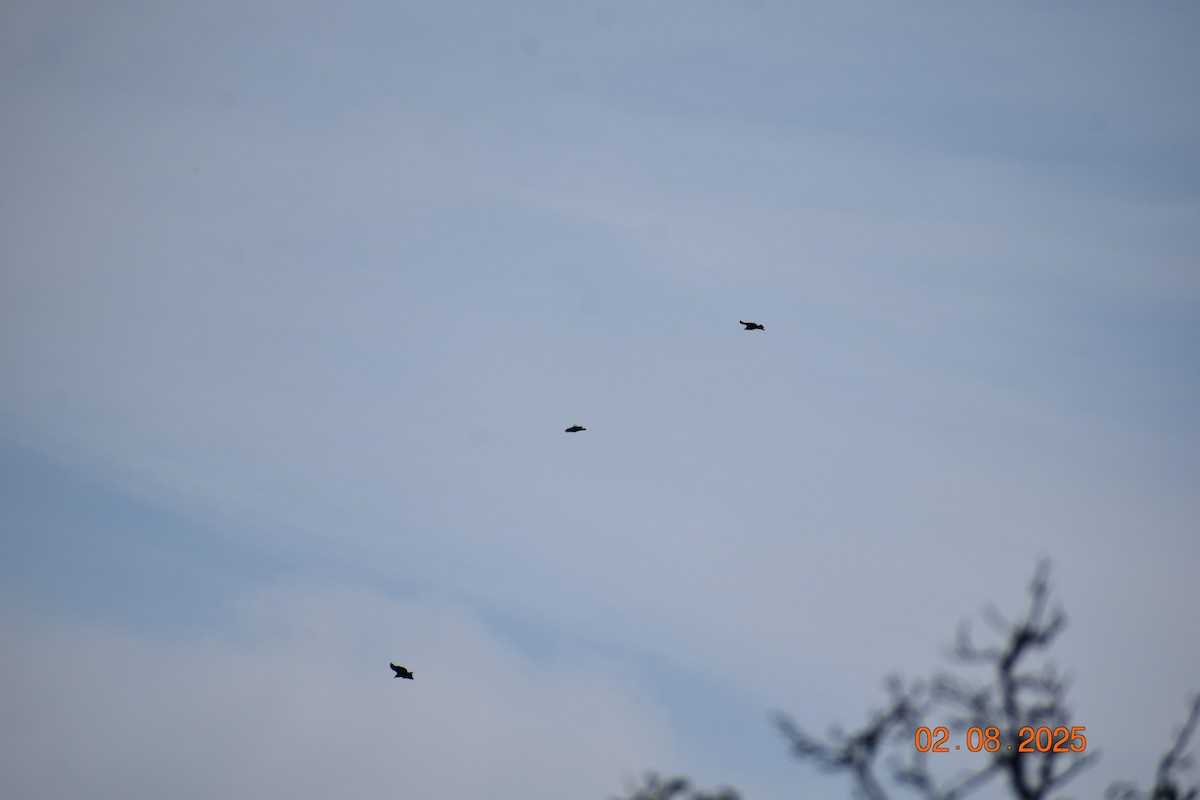 Black Vulture - ML640065294