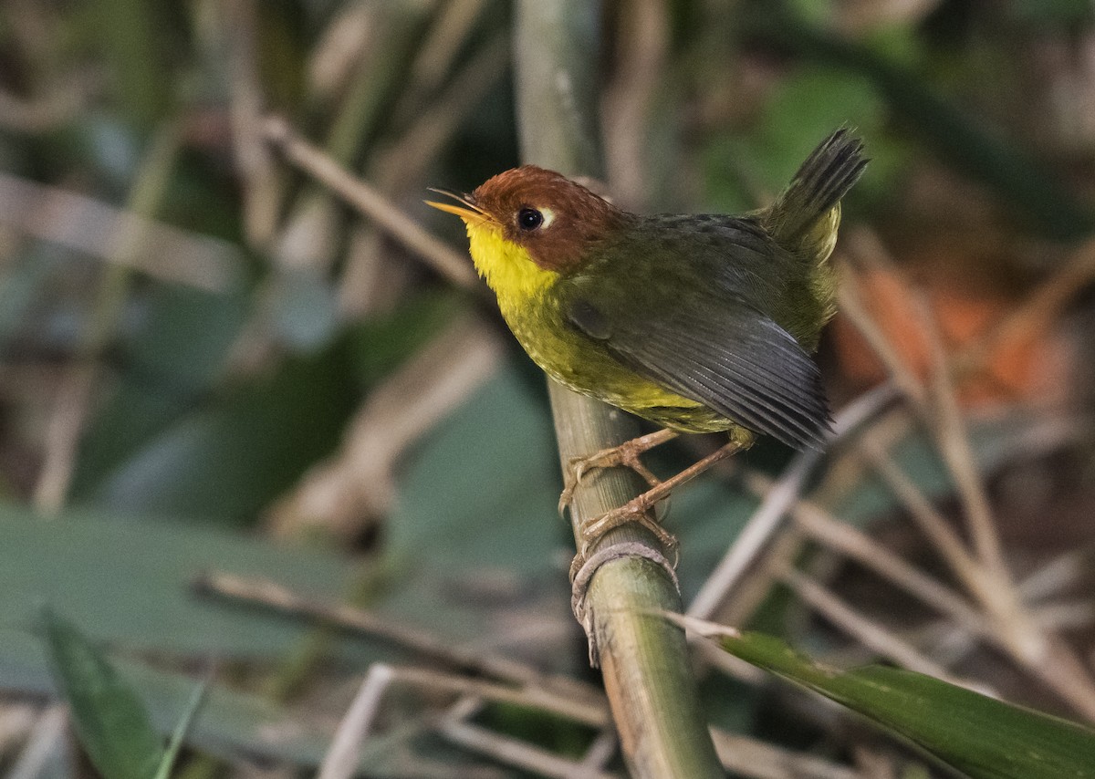 Chestnut-headed Tesia - ML640065345