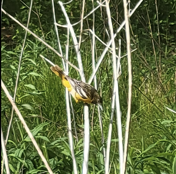 Oriole de Baltimore - ML640065350