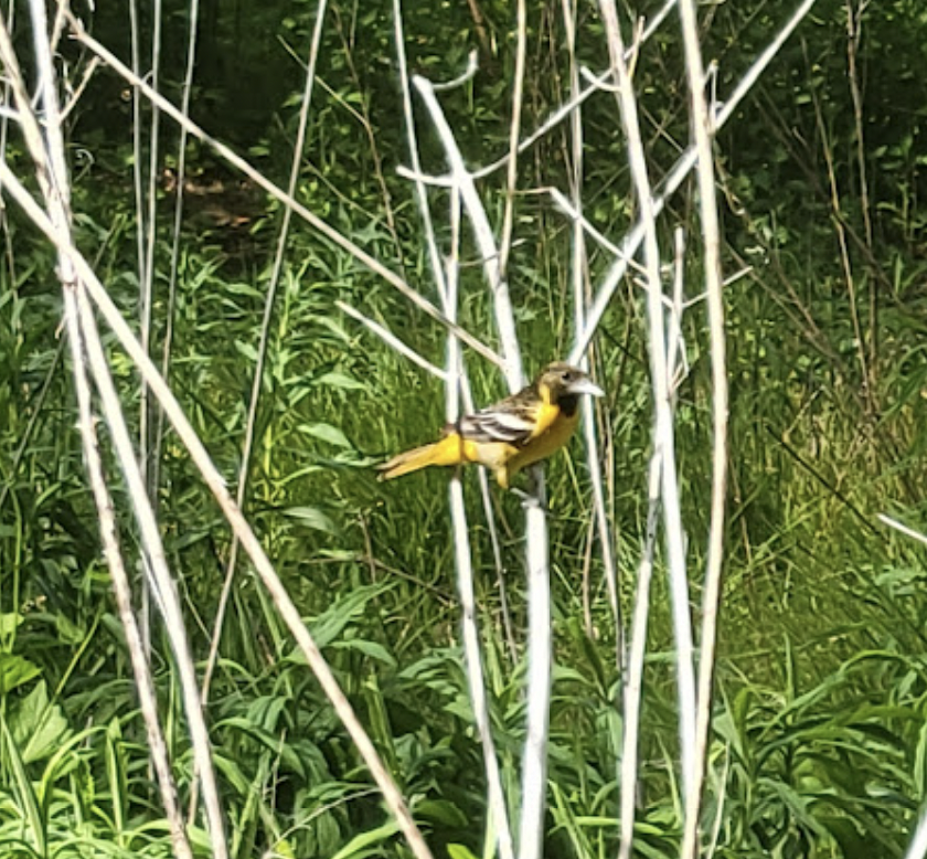 Oriole de Baltimore - ML640065351