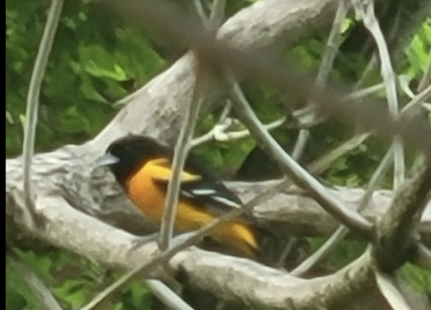Oriole de Baltimore - ML640065367