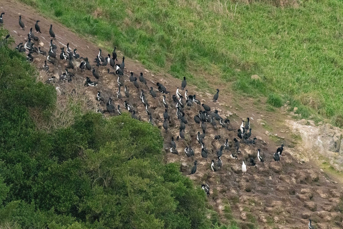 Stewart Island Shag (Otago) - ML640065395