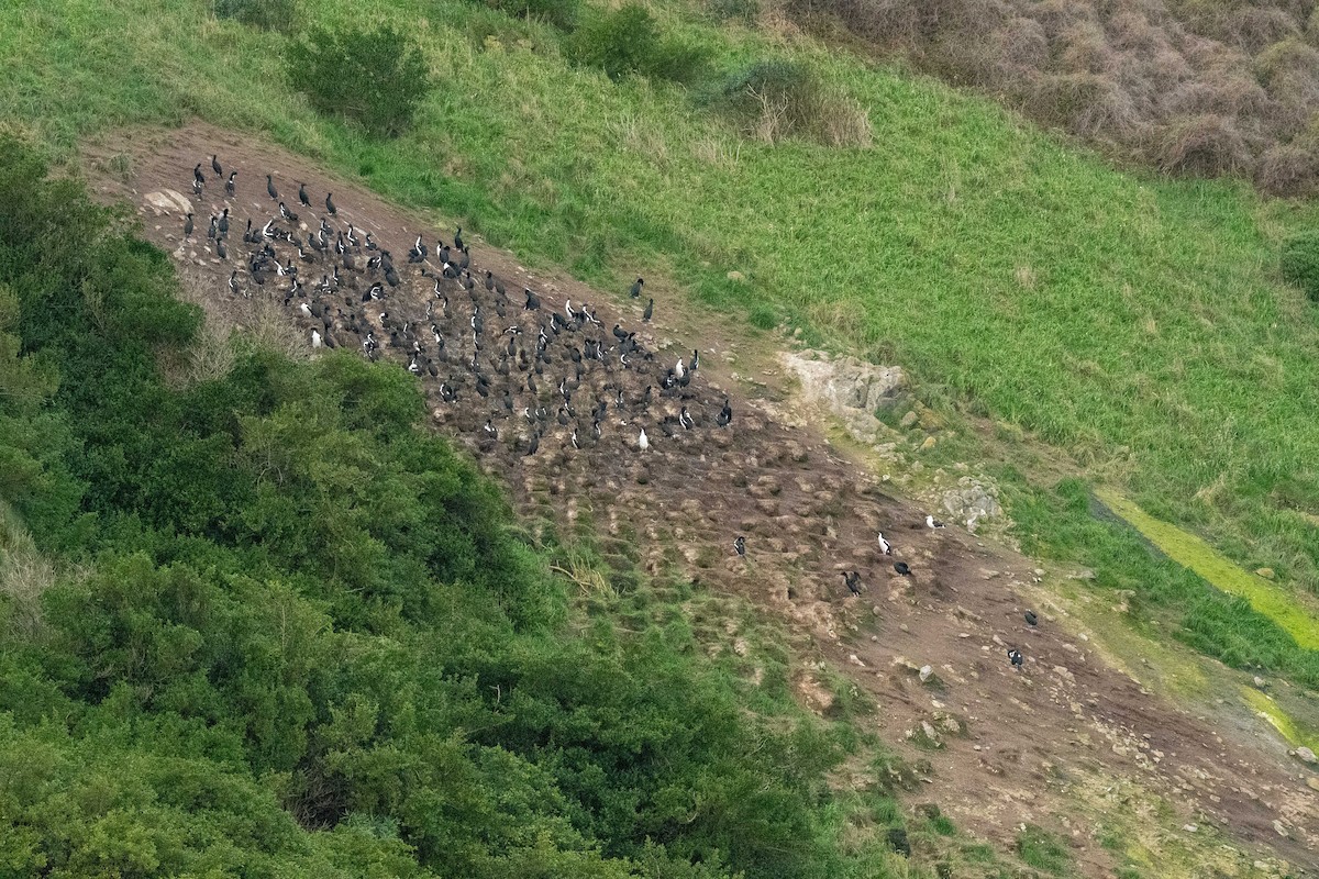 Stewart Island Shag (Otago) - ML640065396