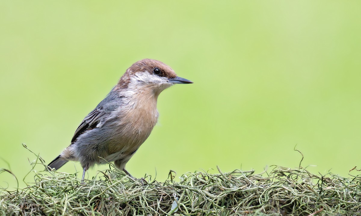 Brown-headed Nuthatch - ML640065444