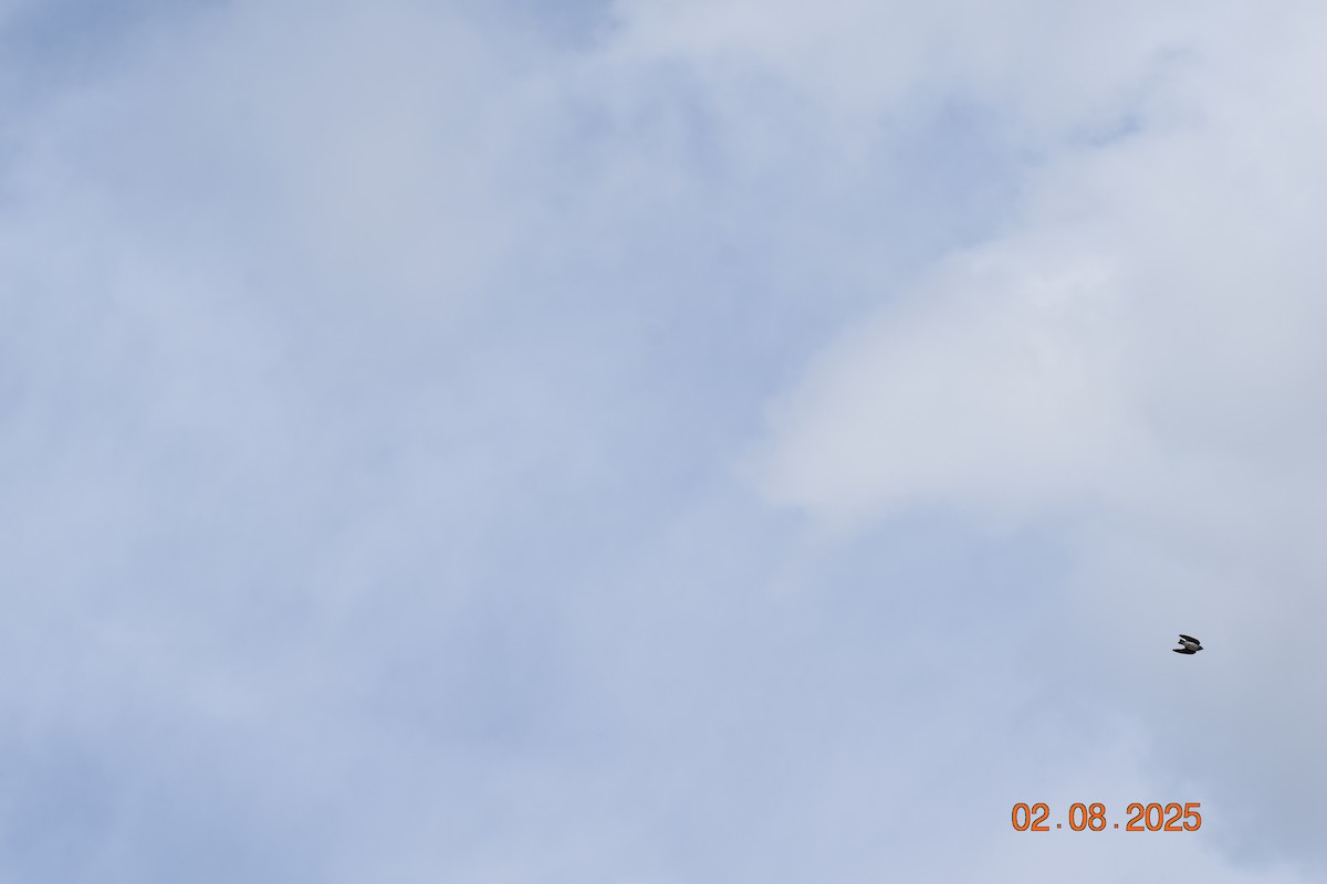Tree Swallow - ML640065449