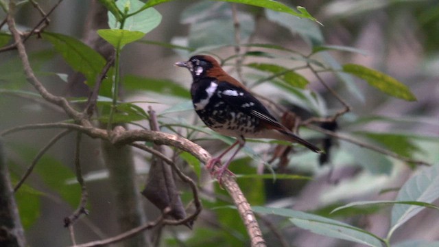 Rusty-backed Thrush - ML640065468
