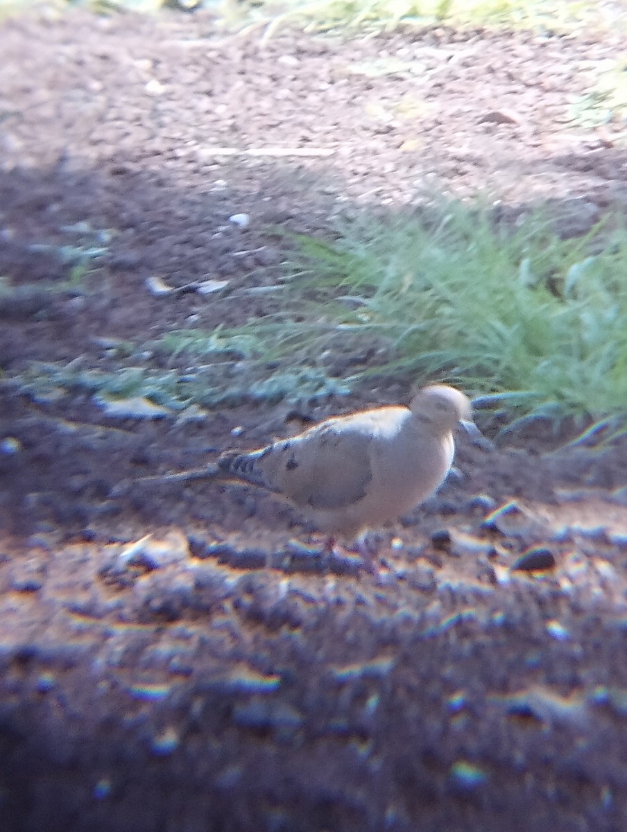 Mourning Dove - ML640065485