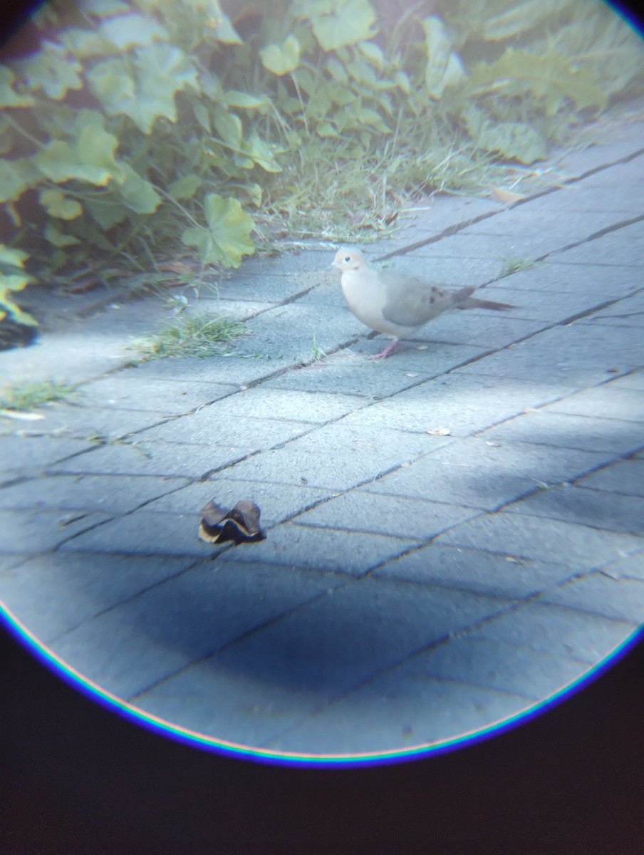 Mourning Dove - ML640065486