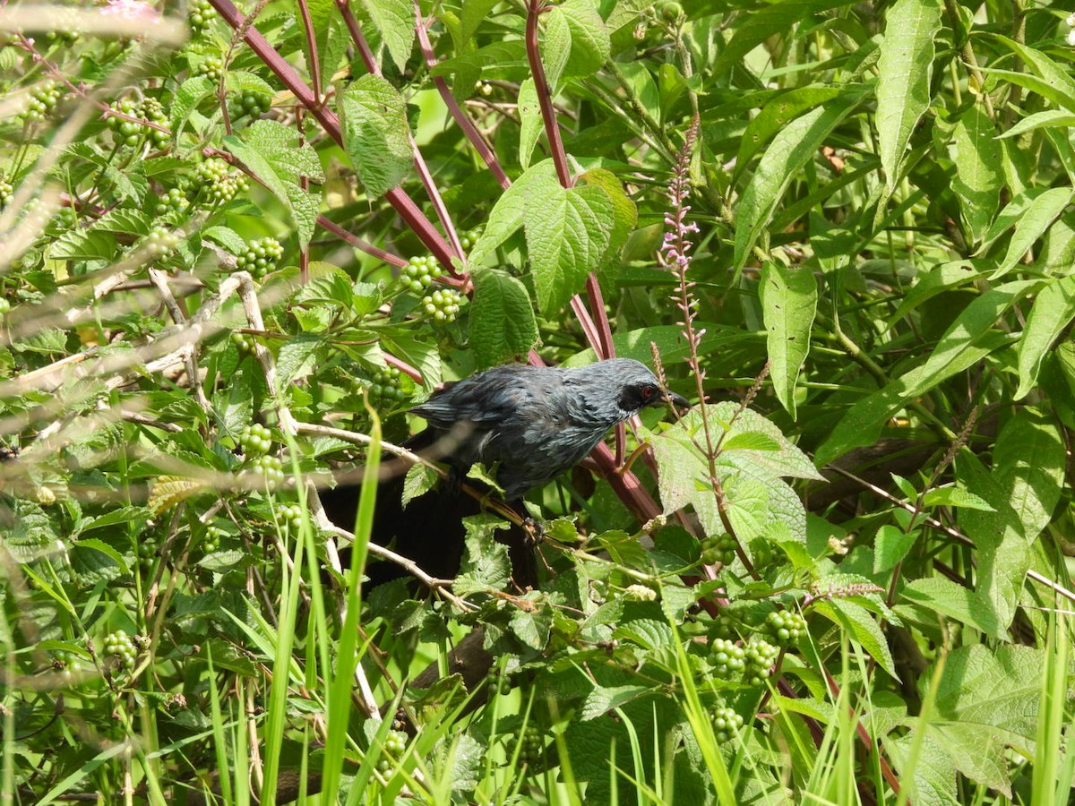 Blue Mockingbird - ML640065534