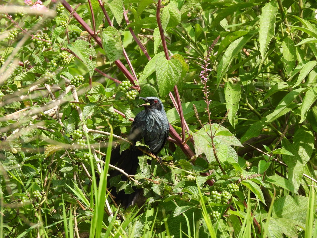 Blue Mockingbird - ML640065535
