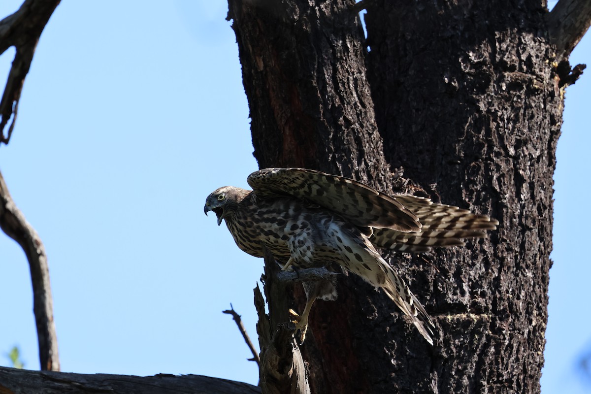 American Goshawk - ML640065553