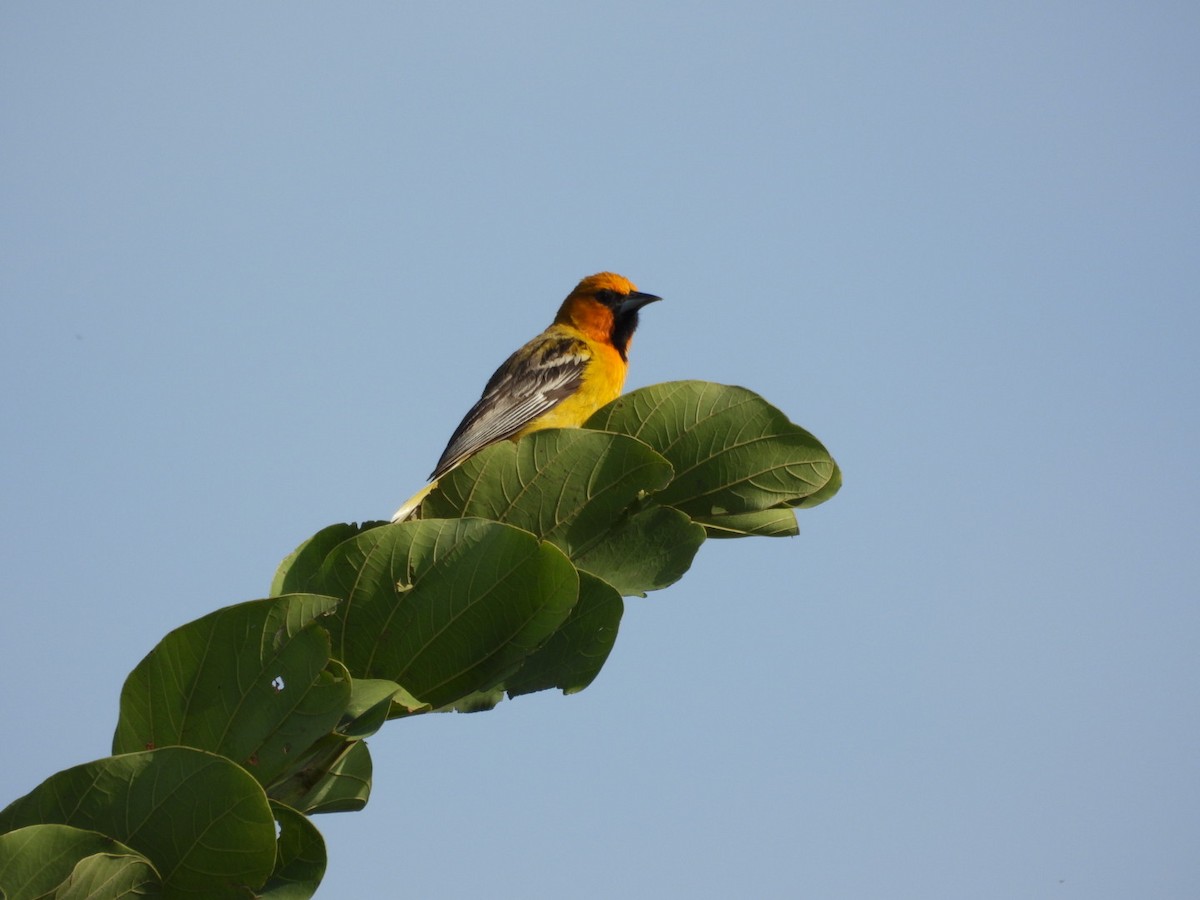 Streak-backed Oriole - ML640065556