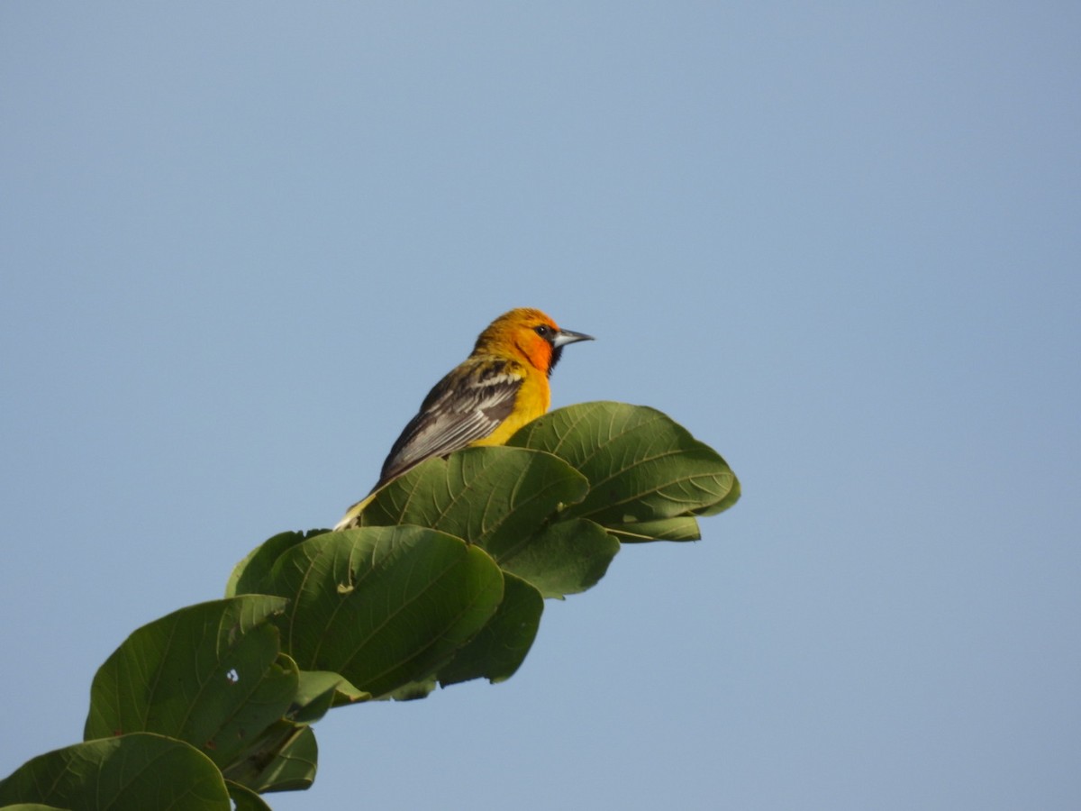 Streak-backed Oriole - ML640065557