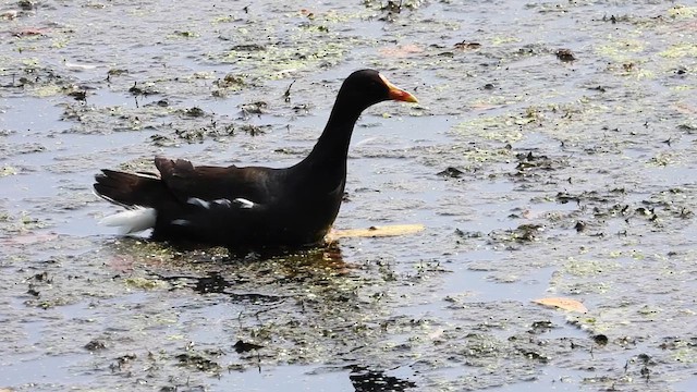 Common Gallinule - ML640065558