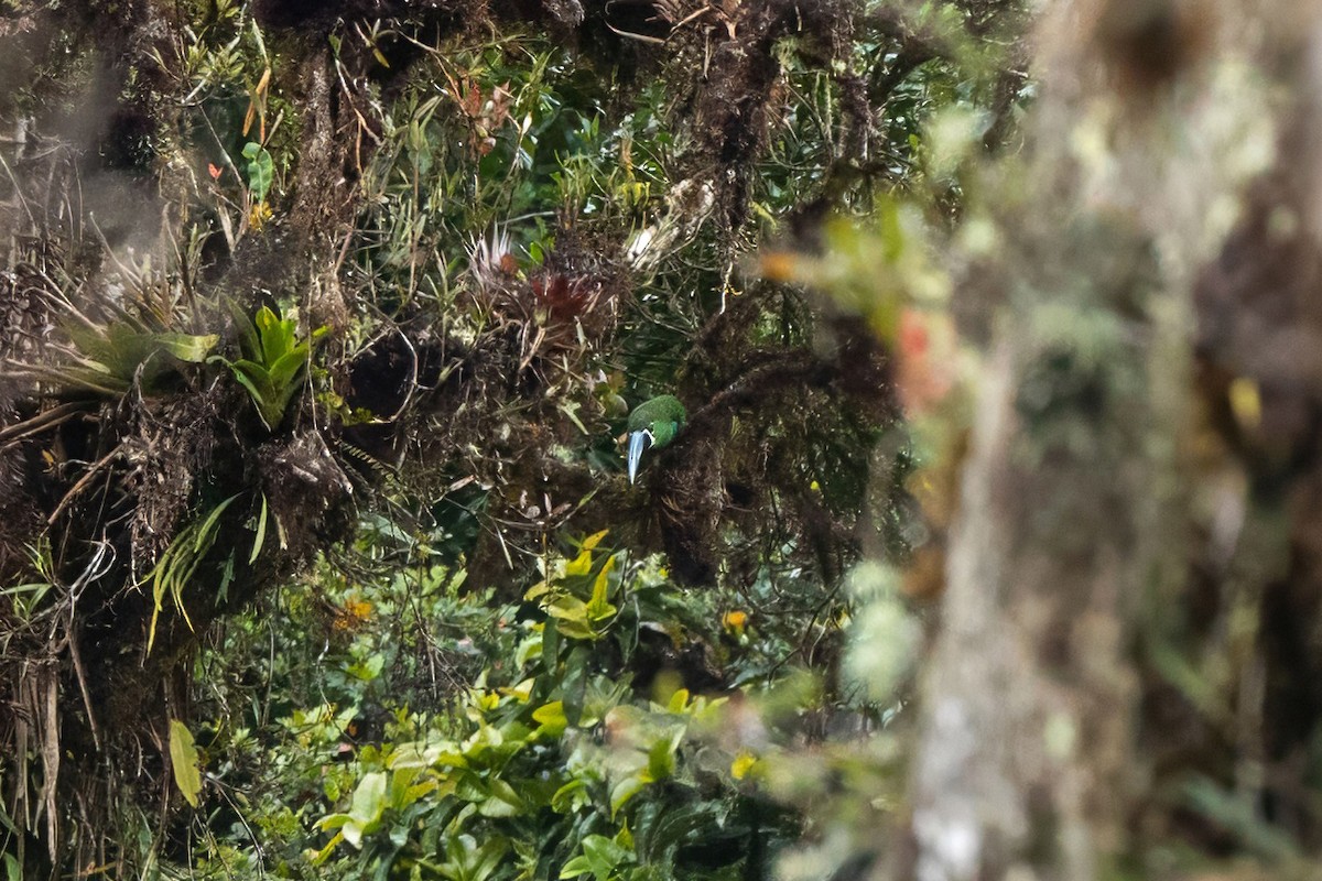 Yellow-browed Toucanet - ML640065565
