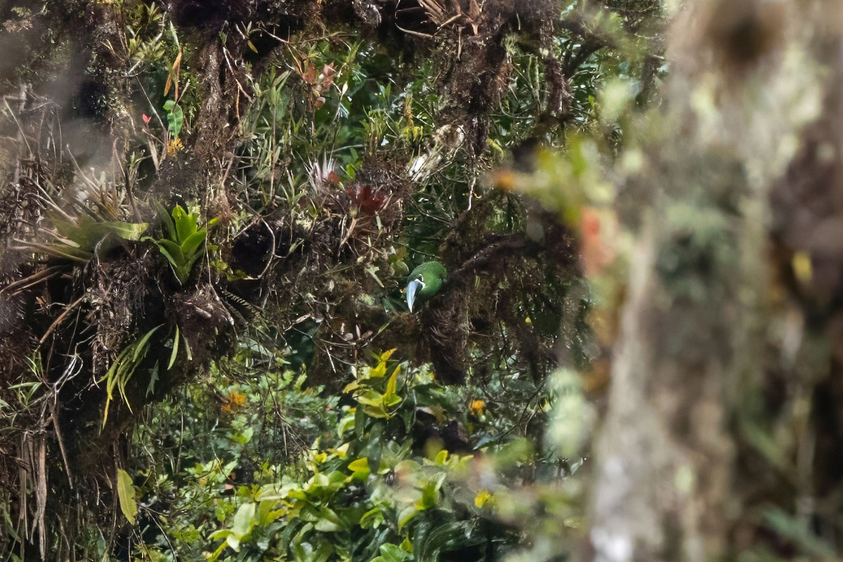 Yellow-browed Toucanet - ML640065566