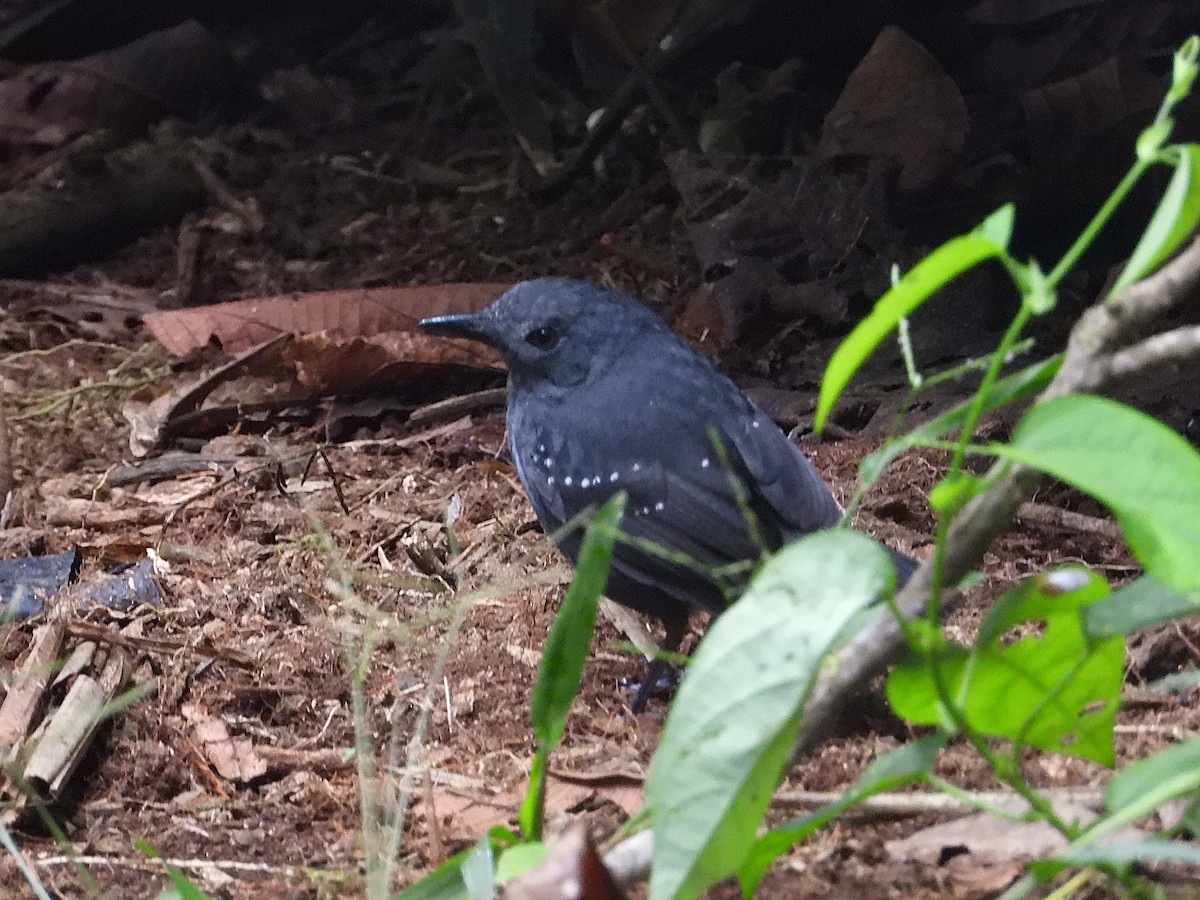 Spot-winged Antbird - ML640065570