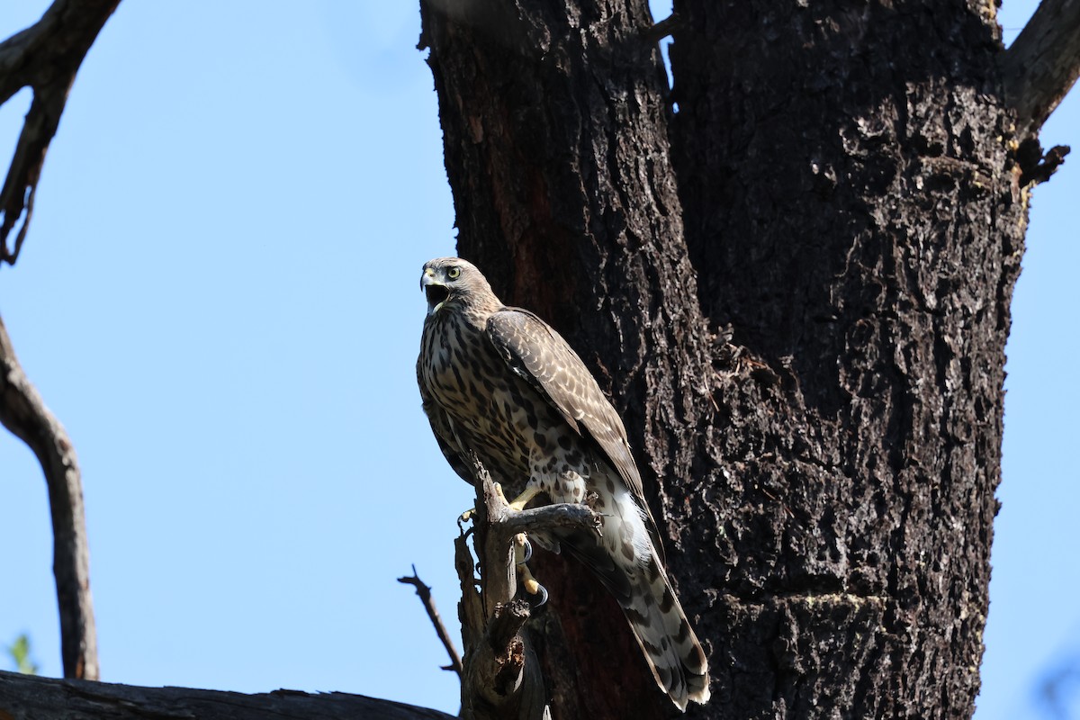 American Goshawk - ML640065581