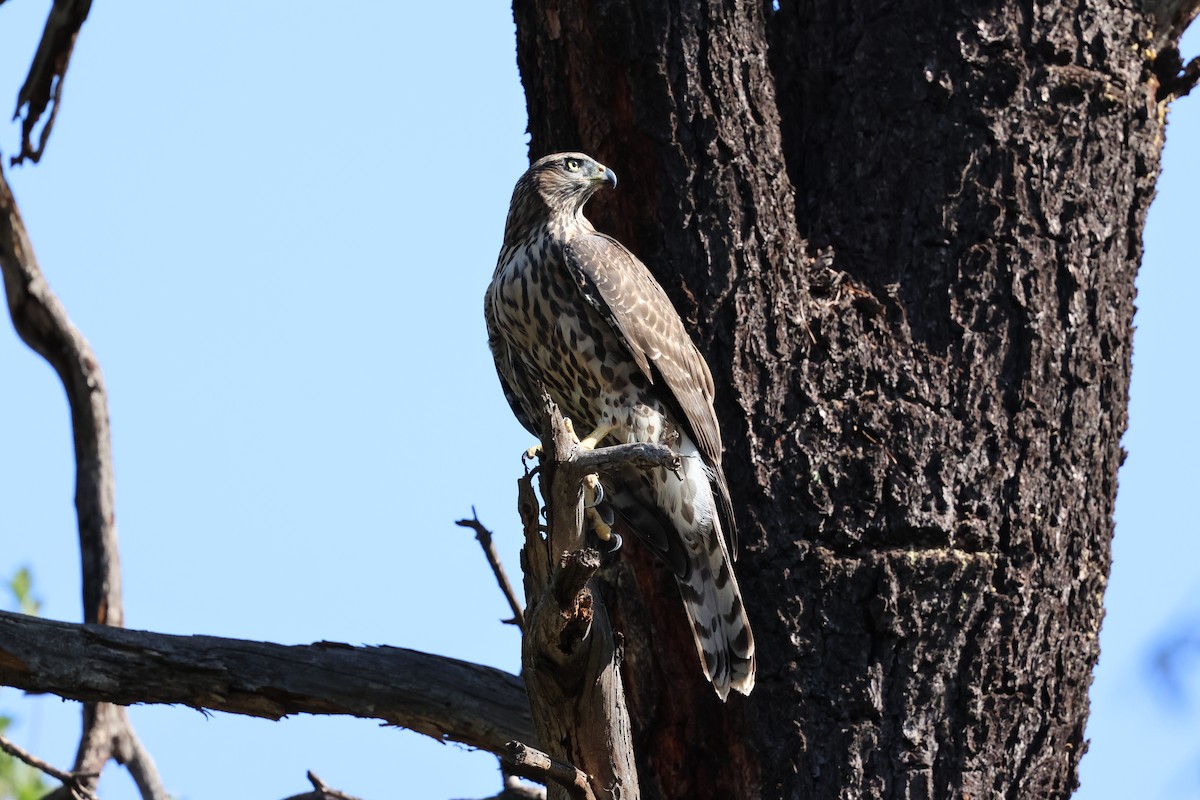 American Goshawk - ML640065584