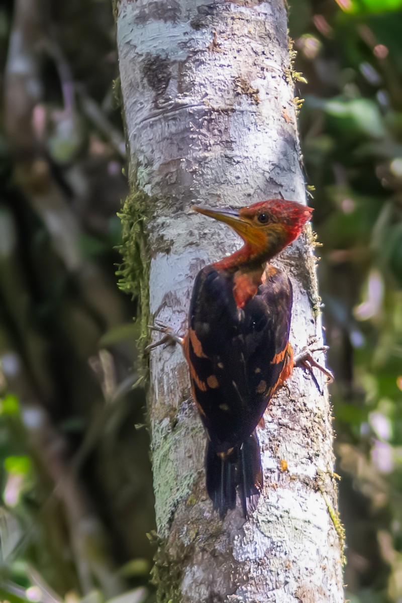 Orange-backed Woodpecker - ML640065585