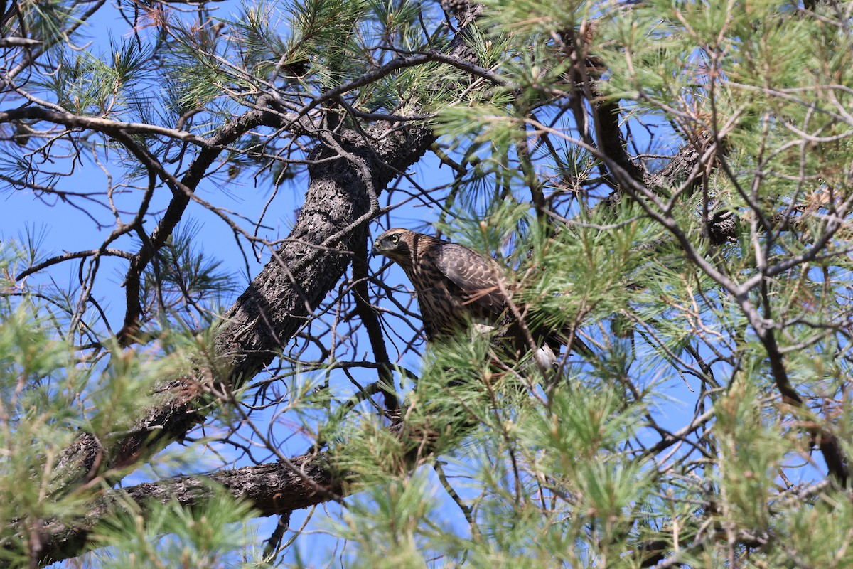 American Goshawk - ML640065590
