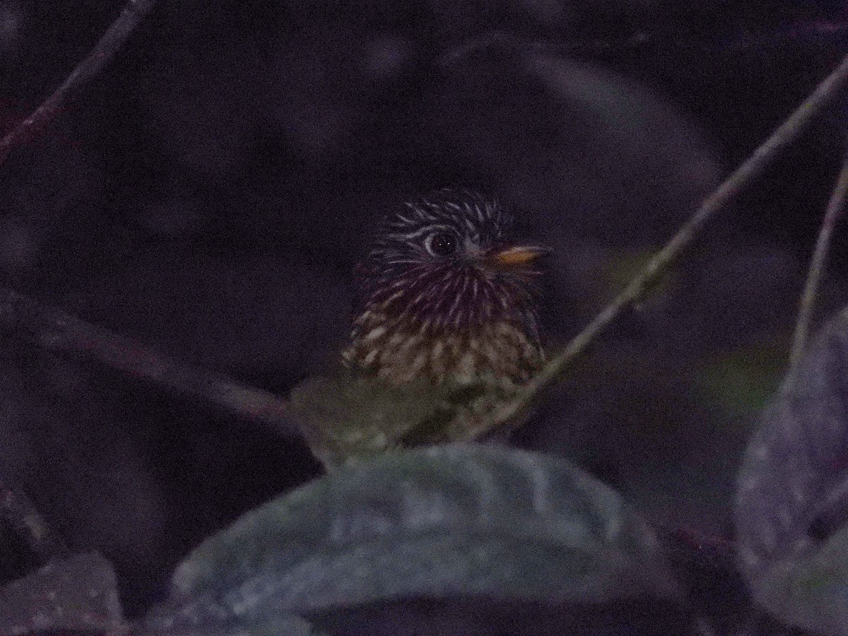 White-chested Puffbird - ML640065607