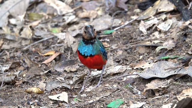Sulawesi Pitta (Sulawesi) - ML640065665