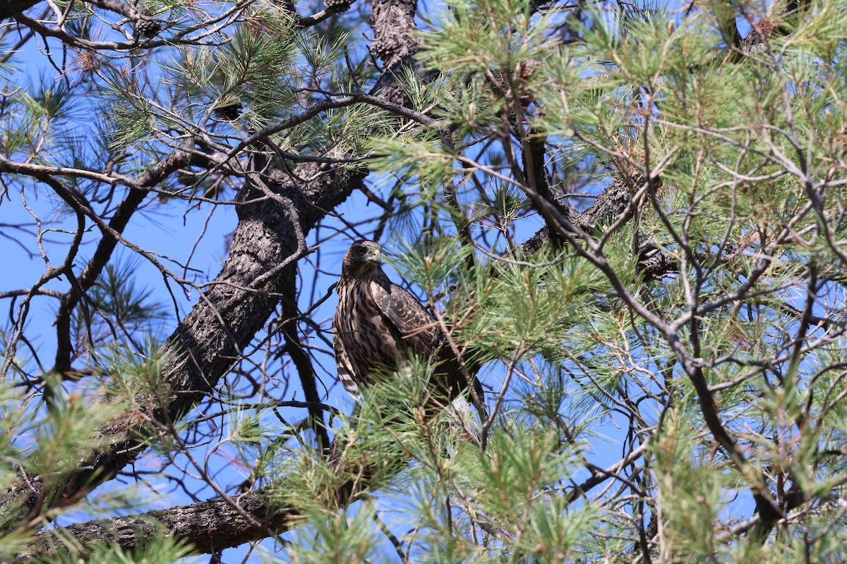 American Goshawk - ML640065670
