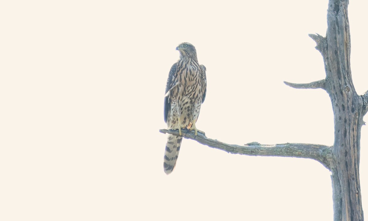 American Goshawk - ML640065687