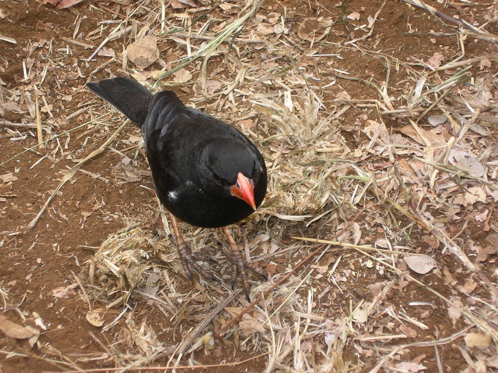 Red-billed Buffalo-Weaver - ML640065717