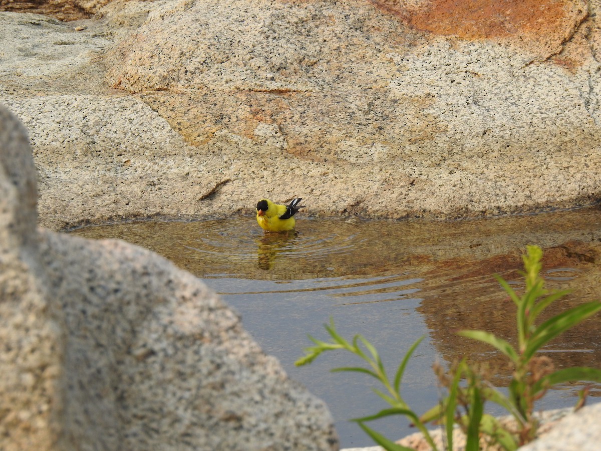 American Goldfinch - ML640065818
