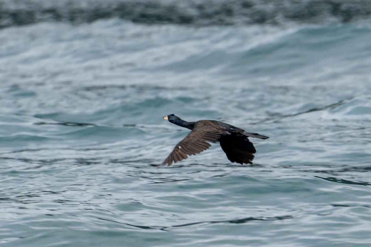 Red-faced Cormorant - ML640065836