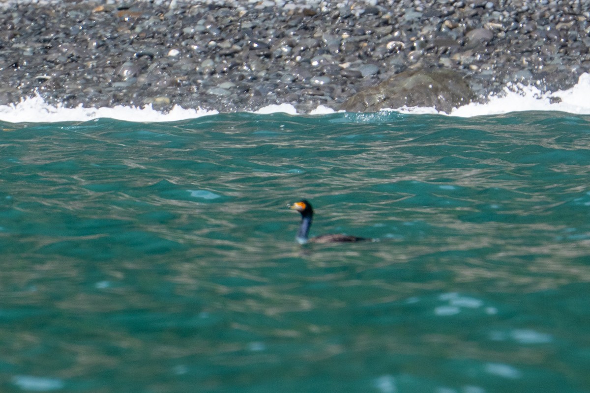 Red-faced Cormorant - ML640065837