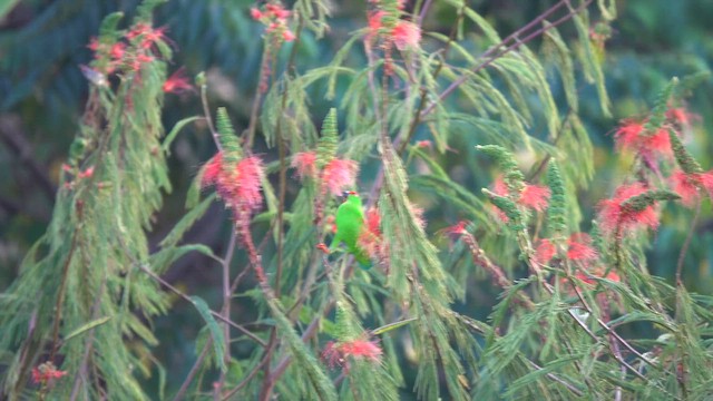 Sulawesi Hanging-Parrot - ML640065852