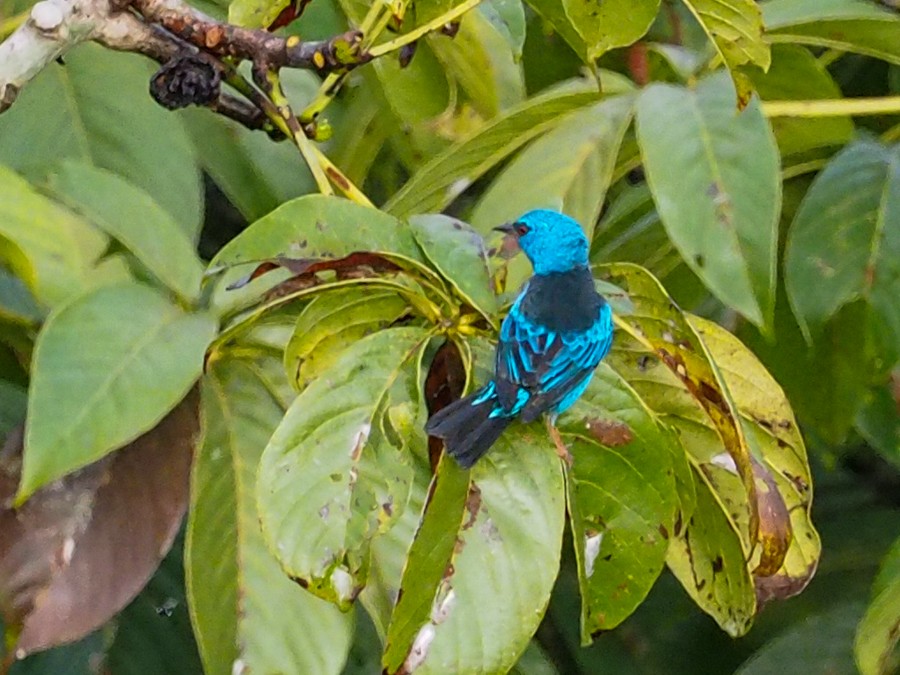 Blue Dacnis - ML640065855