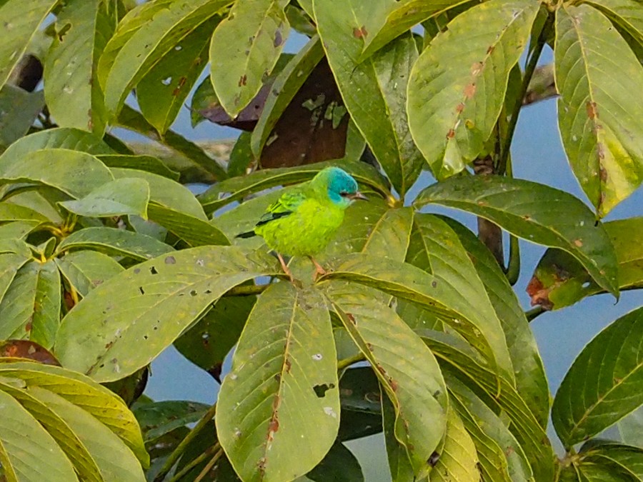 Blue Dacnis - ML640065856