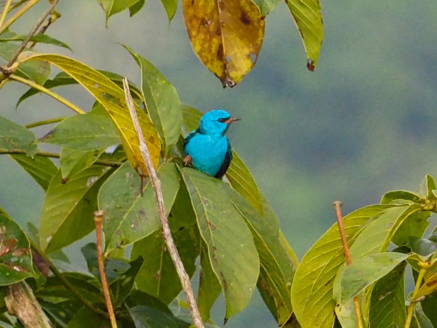 Blue Dacnis - ML640065857