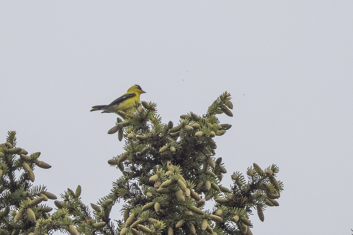 American Goldfinch - ML640065858